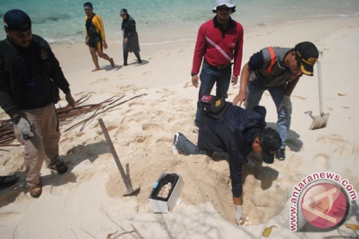 You are currently viewing Menteri Susi Perintahkan Tanam Kembali Telor Penyu Di Senoa