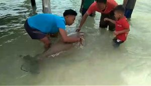 Read more about the article Ikan Duyung Ditemukan, Dengan Kesadaran Dilepaskan