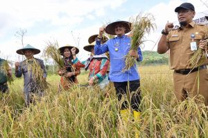 Read more about the article Bupati Natuna Himbau Masyarakat Konsumsi Hasil Padi Tempatan