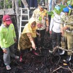 Penanaman Mangrove Wujud Kepedulian Lingkungan Akan Untungkan Masyarakat Tempatan