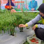 Suskseskan Gertam Cabai Nasional, TP PKK Natuna Gelar Panen Raya
