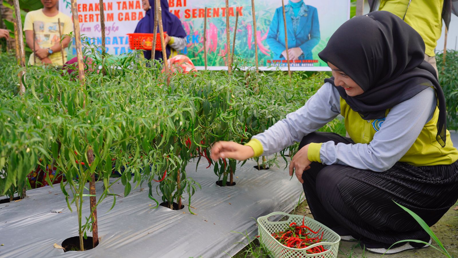 You are currently viewing Suskseskan Gertam Cabai Nasional, TP PKK Natuna Gelar Panen Raya