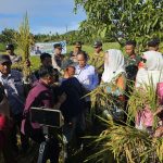 Bupati Natuna Cen Sui Lan Panen Raya di Desa Payak Serasan Timur.