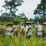 Wakil Bupati Natuna Hadiri Panen Raya Padi Ketahanan Pangan BUMDes Bedung Lestari