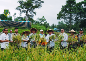 Read more about the article Wakil Bupati Natuna Hadiri Panen Raya Padi Ketahanan Pangan BUMDes Bedung Lestari