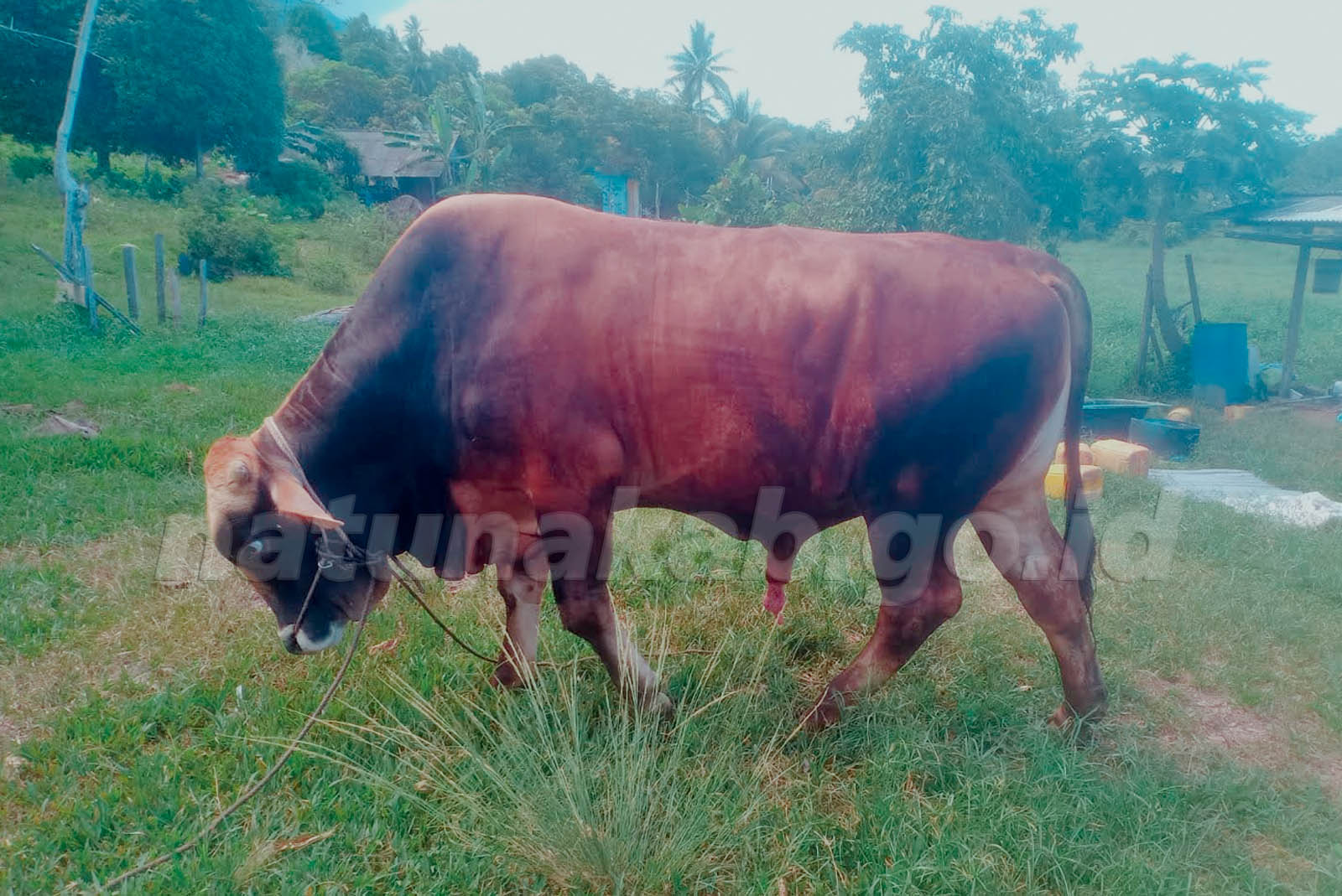 Jelang Idul Adha 1447 H, Presiden Prabowo Salurkan Bantuan Sapi Kurban ke Kabupaten Natuna