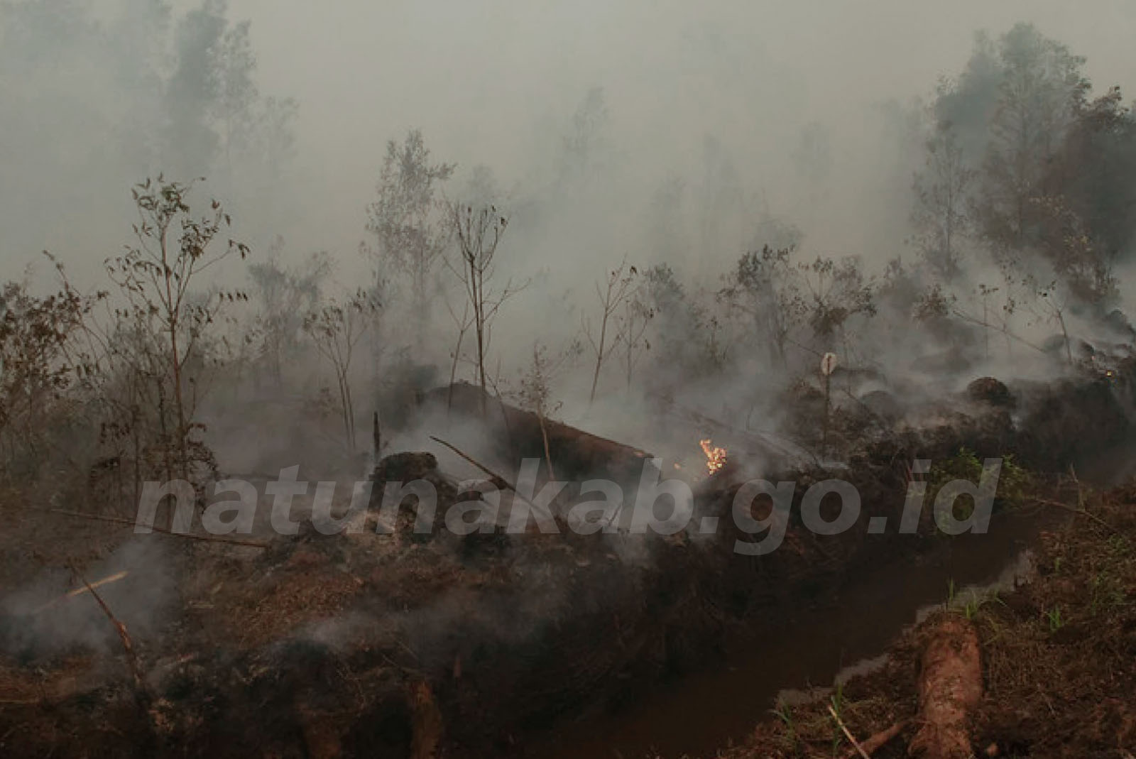 You are currently viewing Pemkab Natuna Mulai Penyusunan R3P Pascabencana Karhutla
