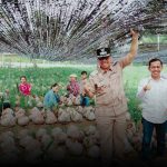 Wakil Bupati Natuna Tinjau Pembibitan Kelapa Unggul, Dukung Penguatan Sektor Perkebunan Daerah